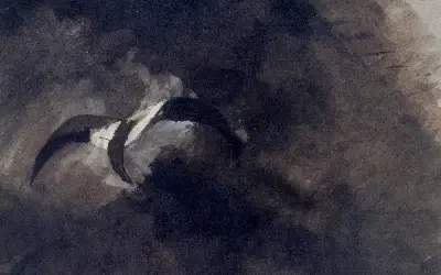 Mouette passant dans l'ombre